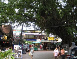 Banyan Tree in Soi Rambuttri
