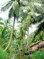 Coconut Grove